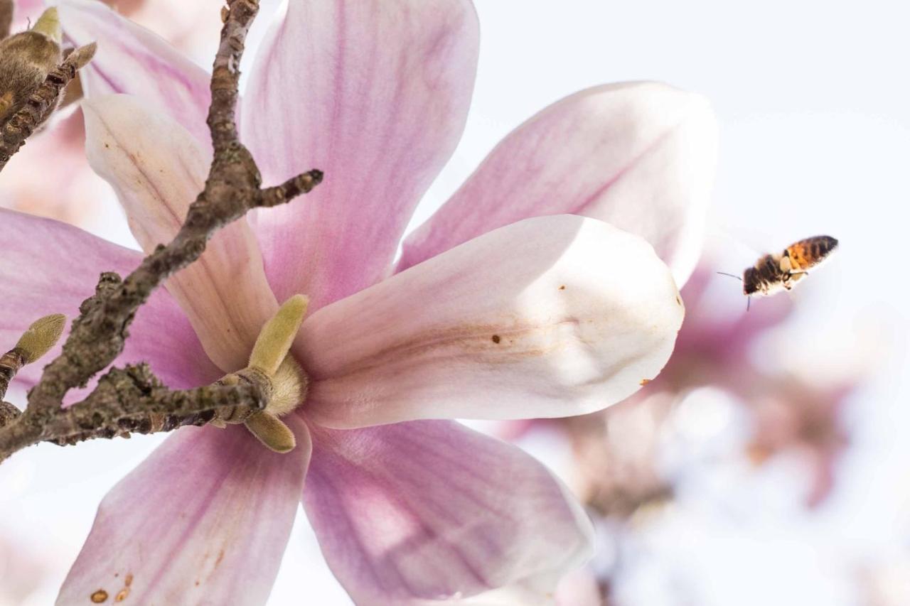 La Magnolia Acomodação com café da manhã Greve in Chianti Exterior foto