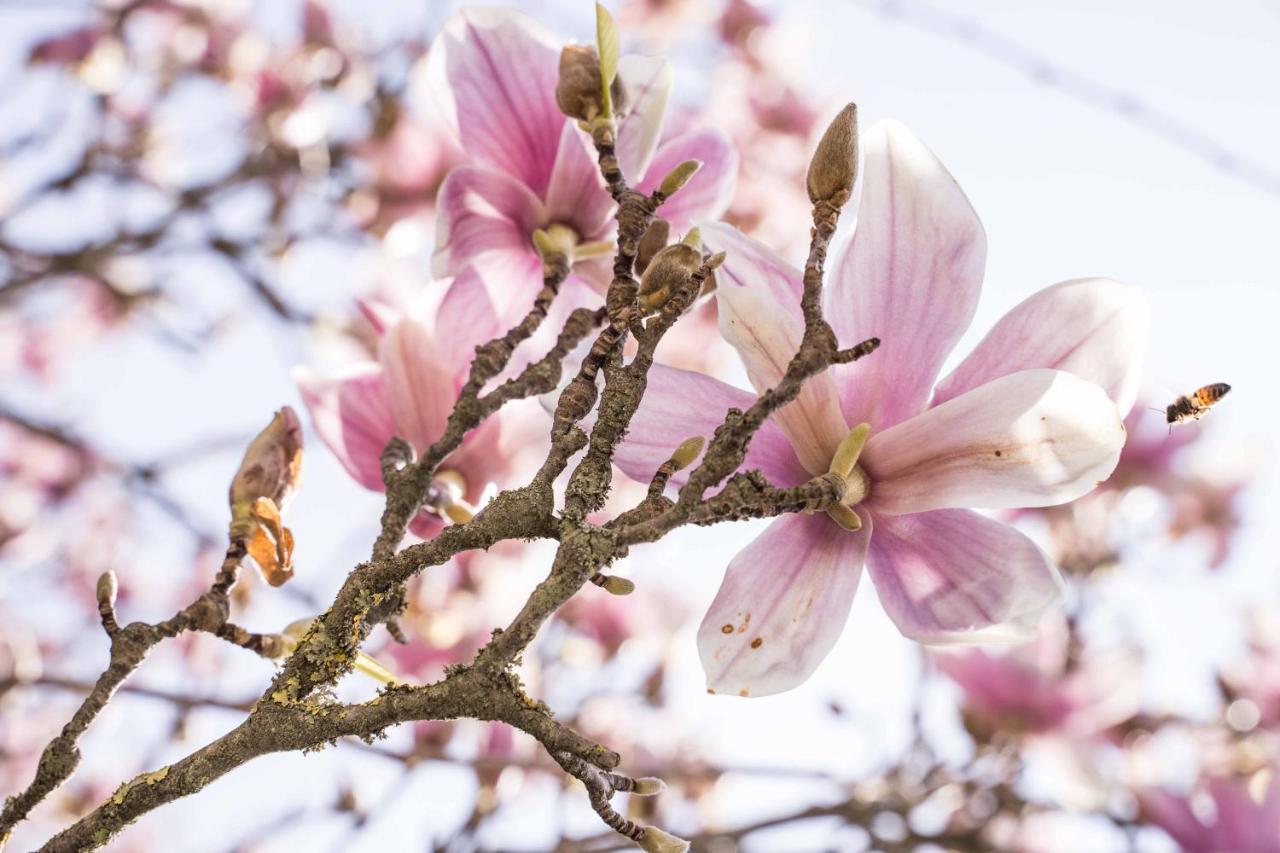 La Magnolia Acomodação com café da manhã Greve in Chianti Exterior foto