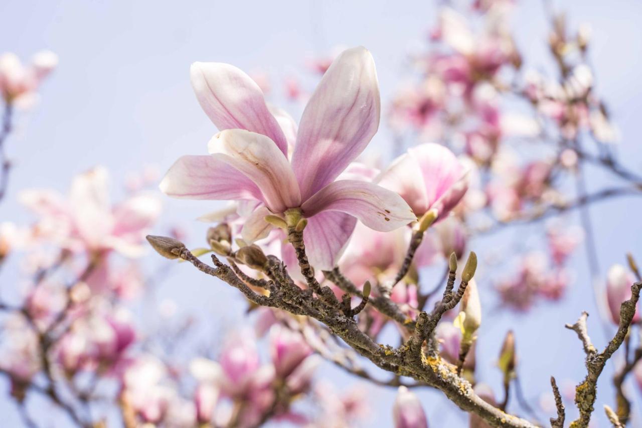 La Magnolia Acomodação com café da manhã Greve in Chianti Exterior foto