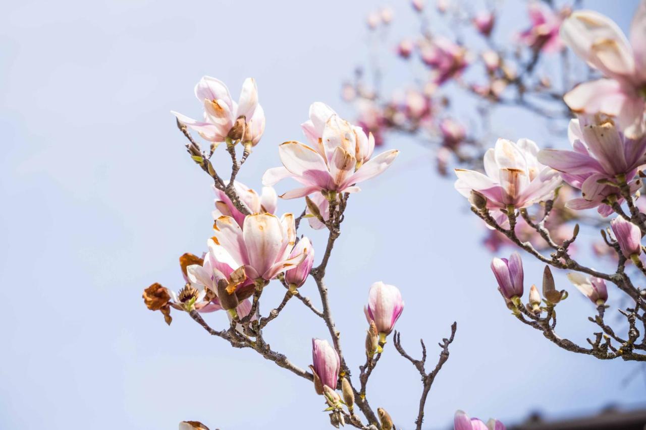 La Magnolia Acomodação com café da manhã Greve in Chianti Exterior foto